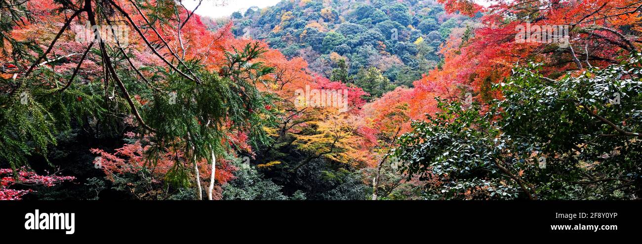 Paysage avec arbres aux couleurs de l'automne, Minoh Park, Osaka, Japon Banque D'Images