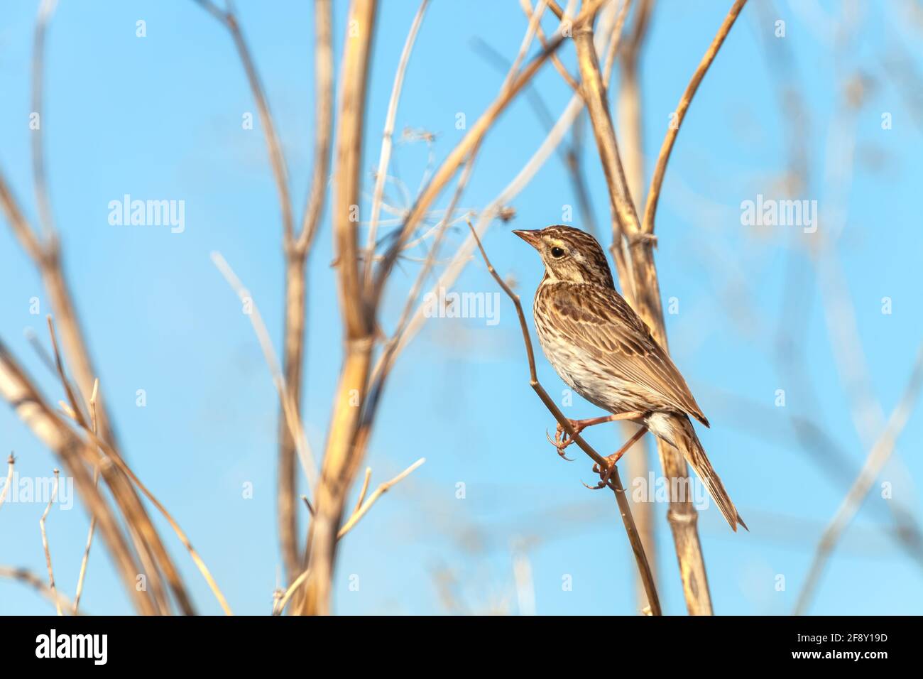 Sparrow de Savannah (Passerculus sandichensis), réserve naturelle nationale de Sacramento, Californie, États-Unis. Banque D'Images