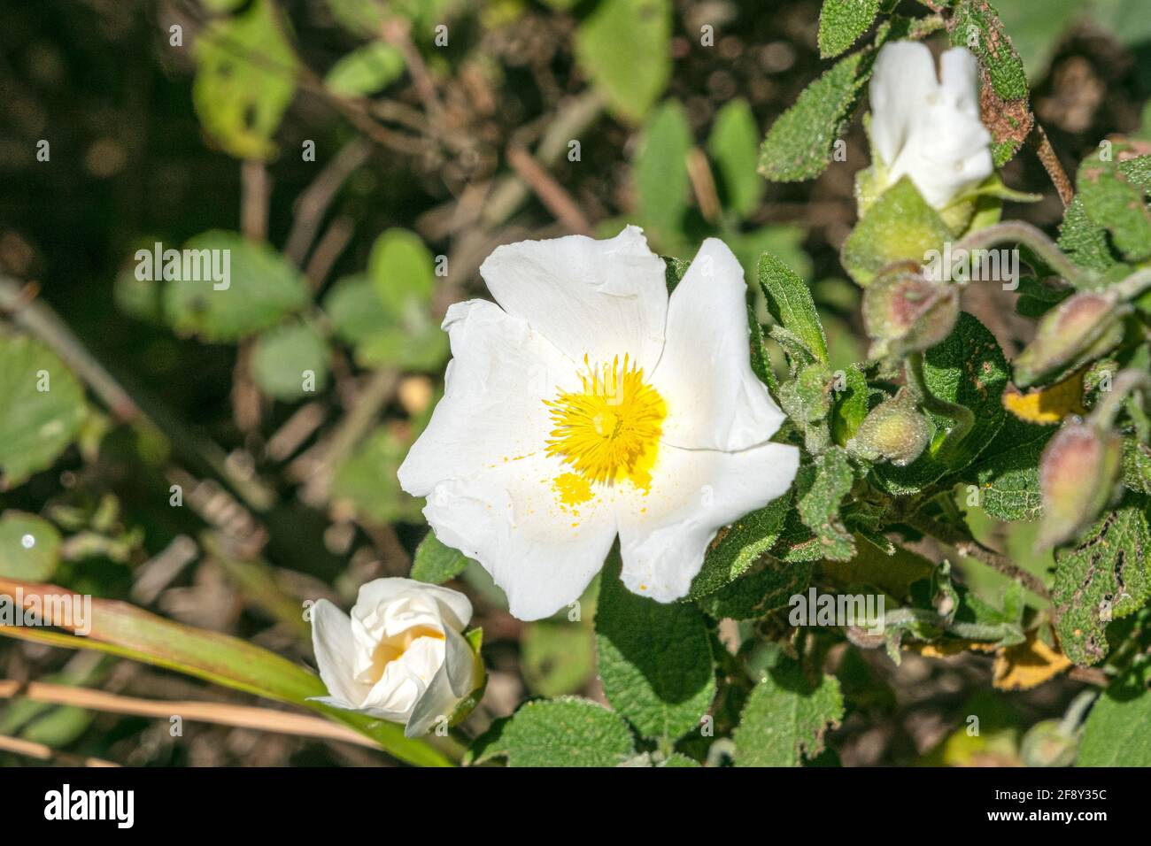Ciste Monspeliensis plante et fleurs blanches dans une forêt méditerranéenne.  Flore sauvage en Europe du Sud Photo Stock - Alamy