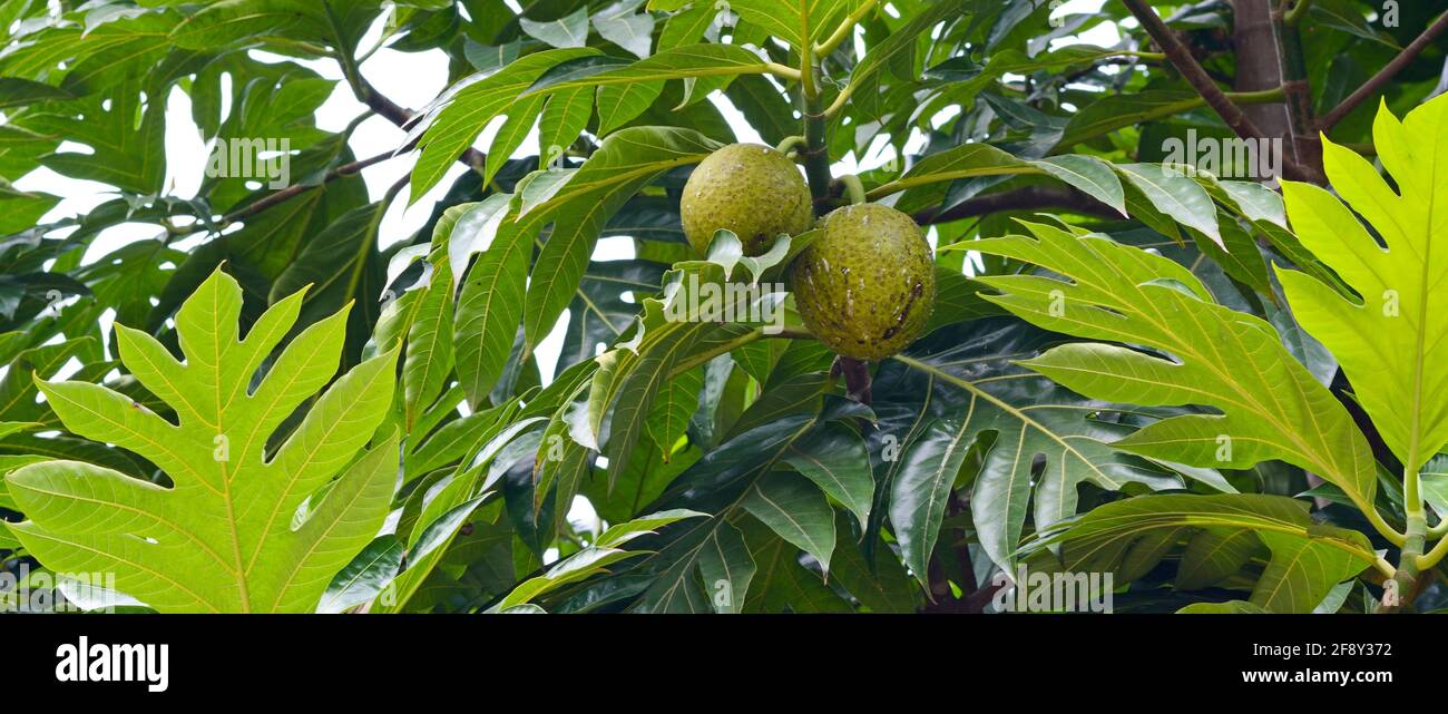 Fruits de la forêt (Artocarpus altilis) poussant sur arbre, Seychelles Banque D'Images