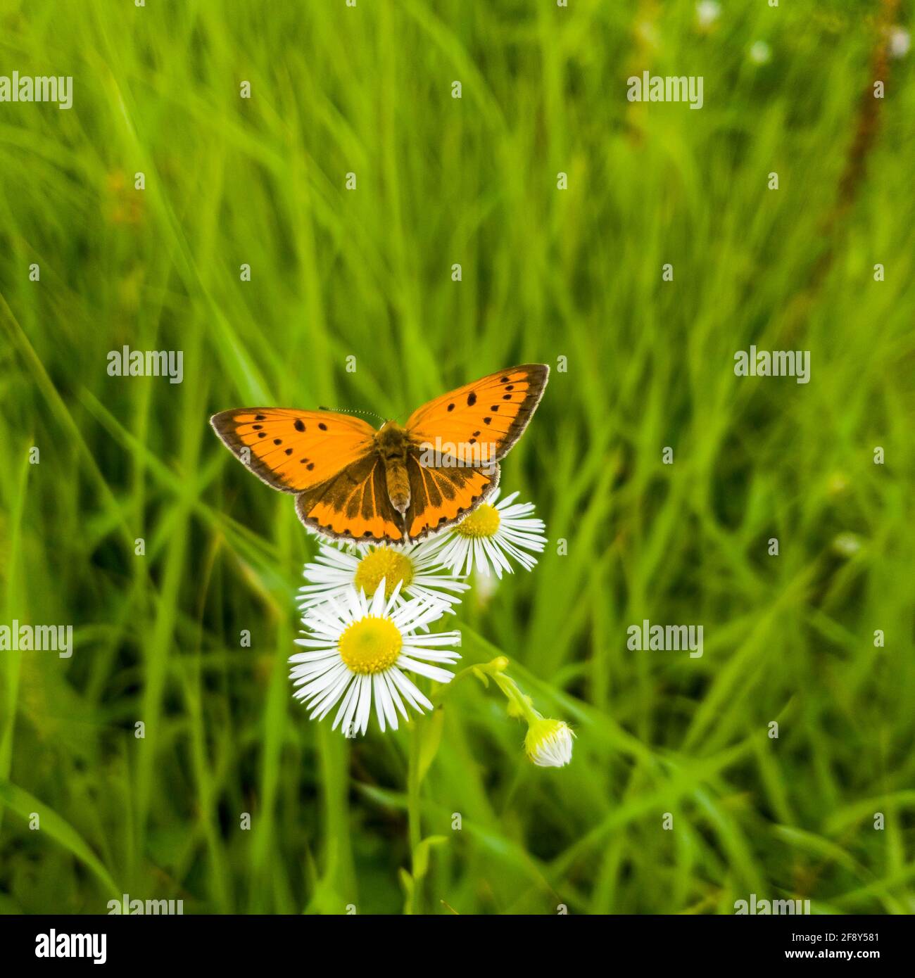 De magnifiques chamomiles et papillons dans la prairie d'été. Banque D'Images