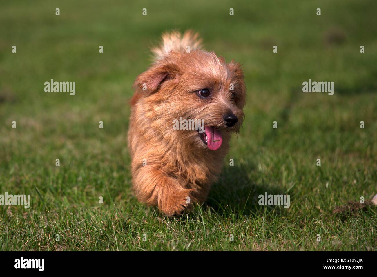 Norfolk Terrier chiot Banque D'Images