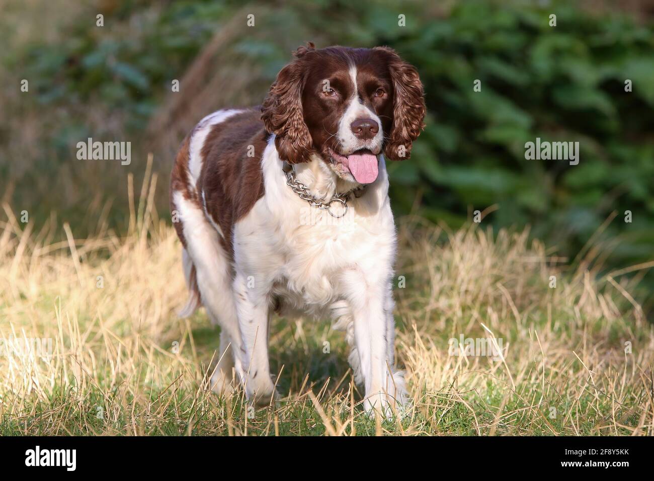 English Springer Spaniel Banque D'Images