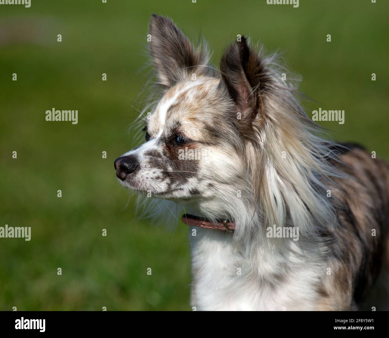 Merle Chihuahua Banque D'Images