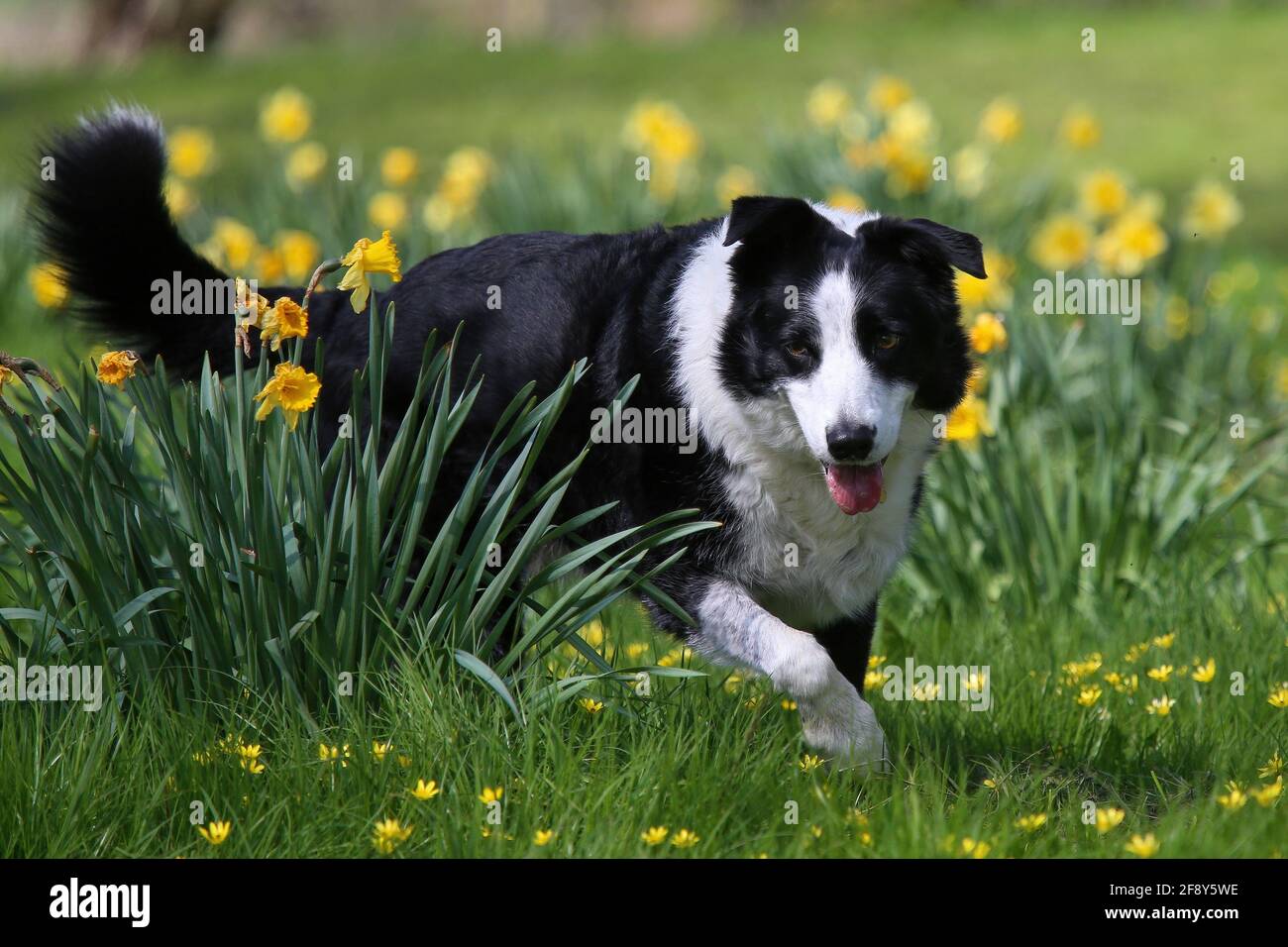 Border Collie parmi les jonquilles Banque D'Images
