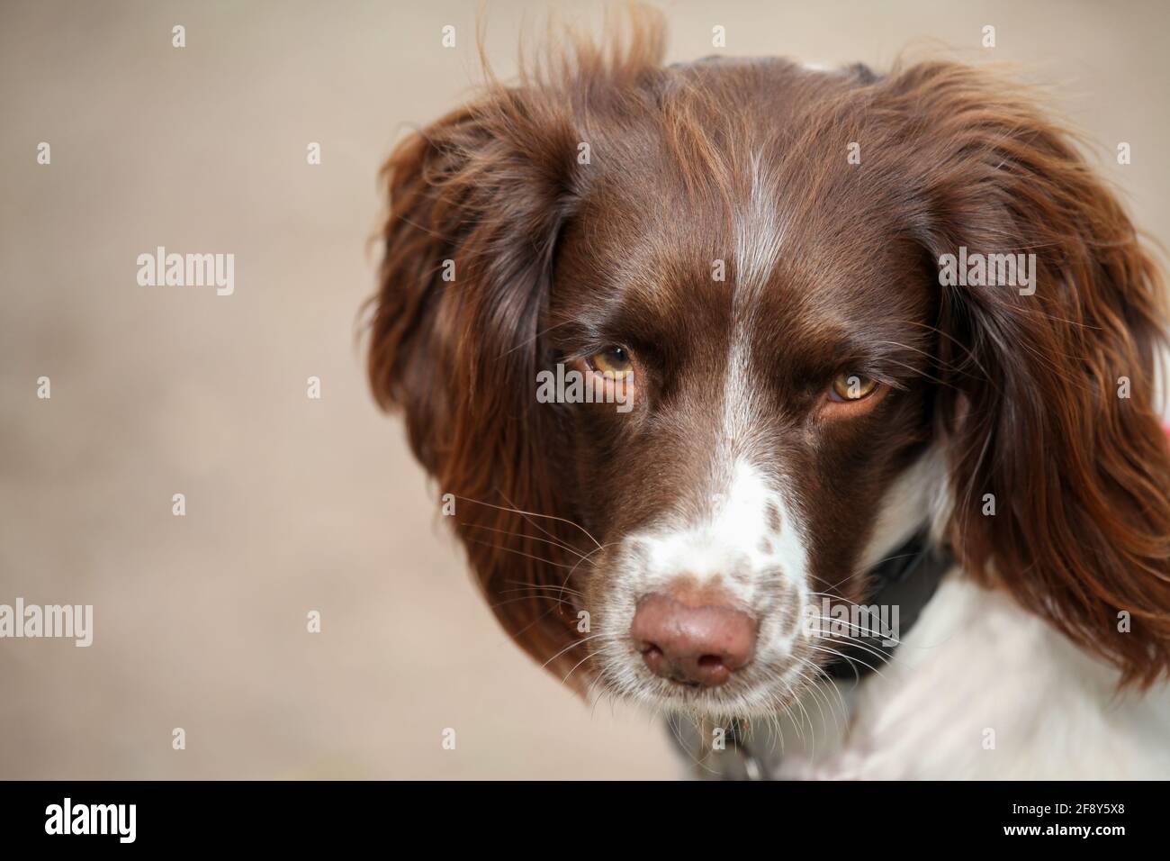 English Springer Spaniel Banque D'Images
