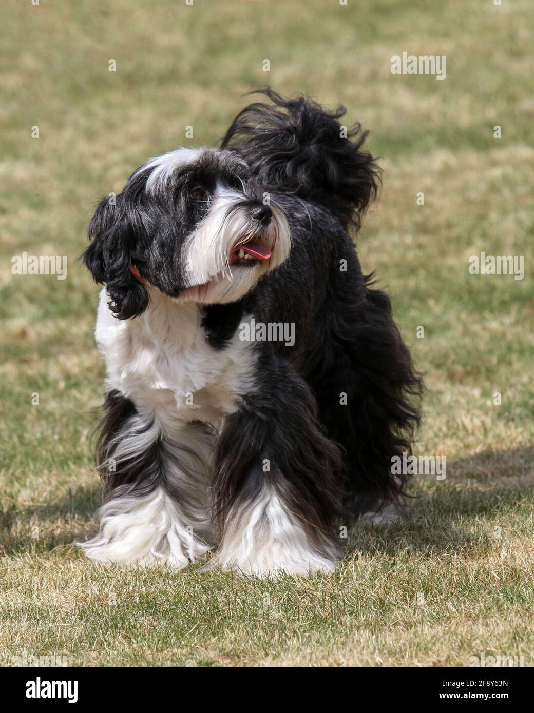 Terrier tibétain Banque D'Images