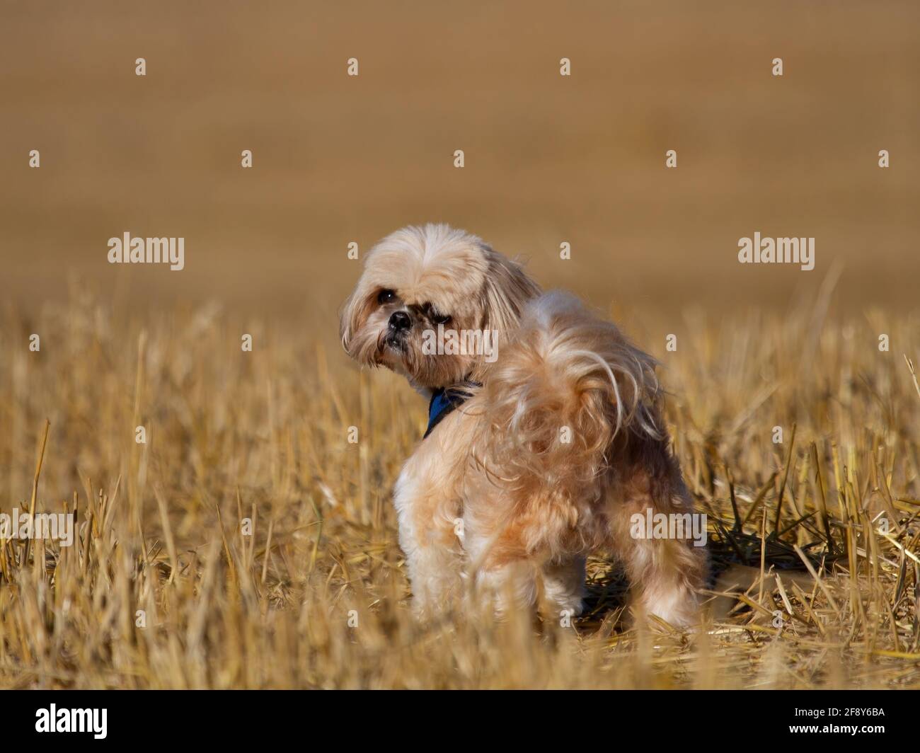 Shih Tzu dans un champ de chaume Banque D'Images