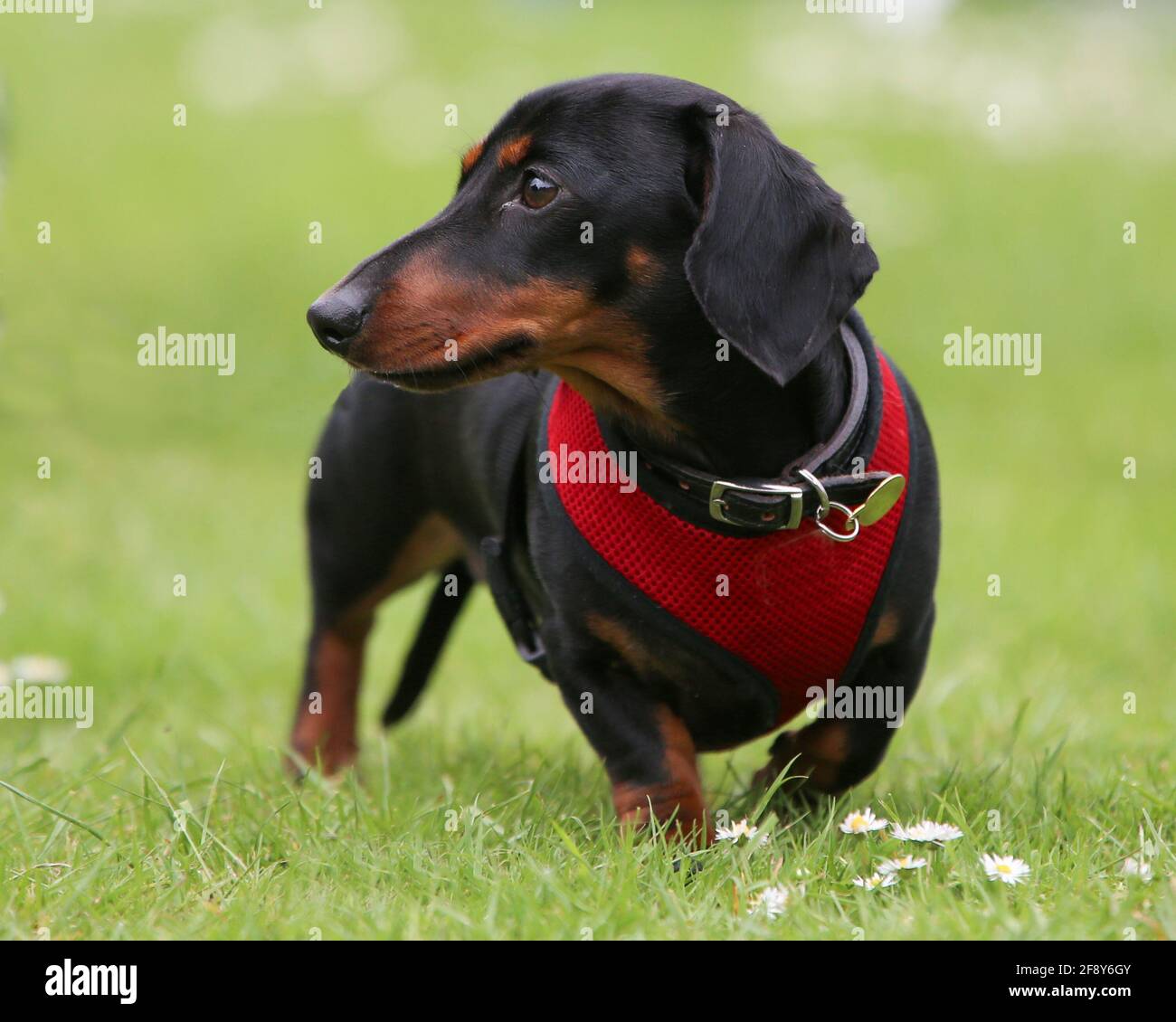 Mini-Dachshund lisse Banque D'Images
