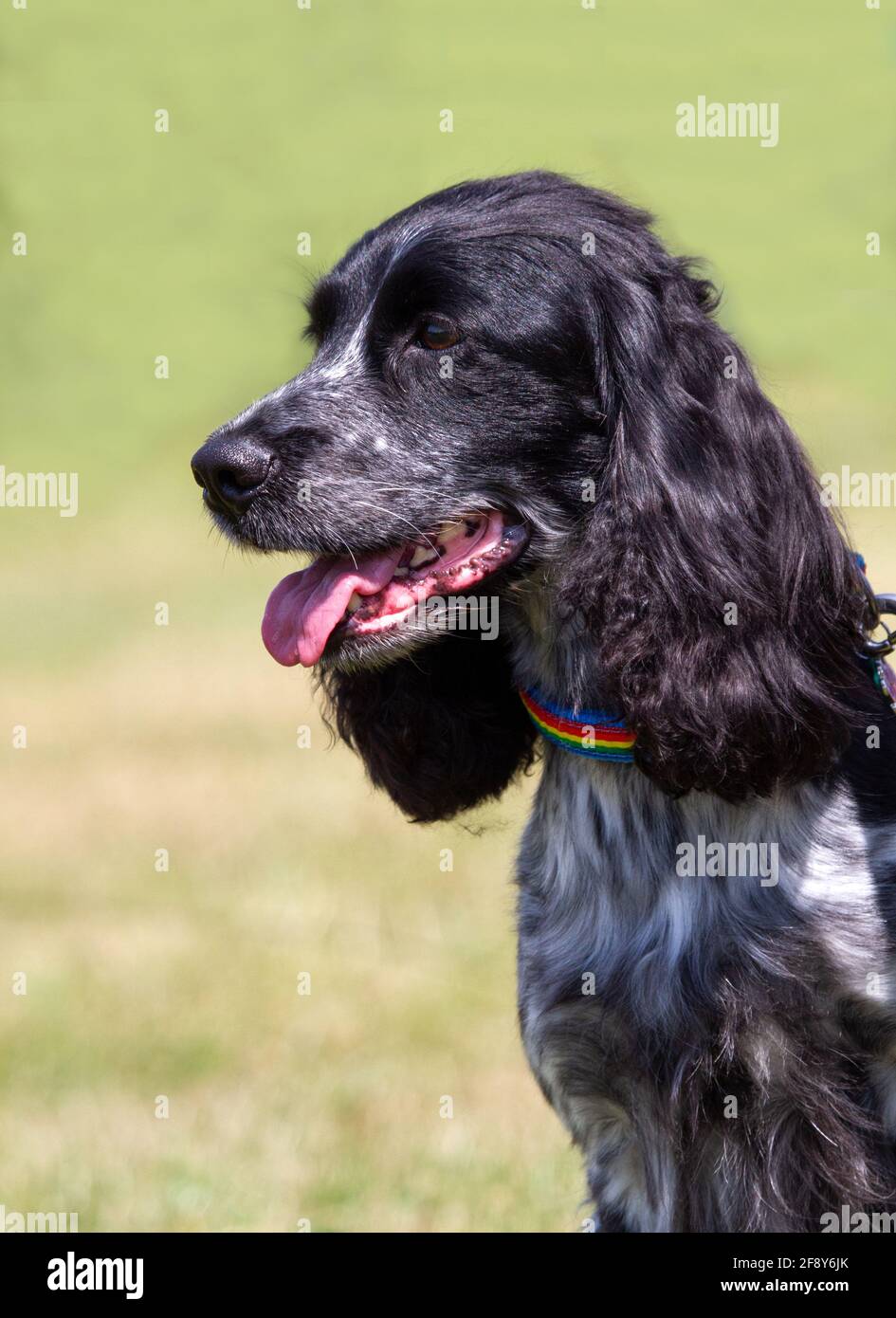 Cocker Spaniel Banque D'Images