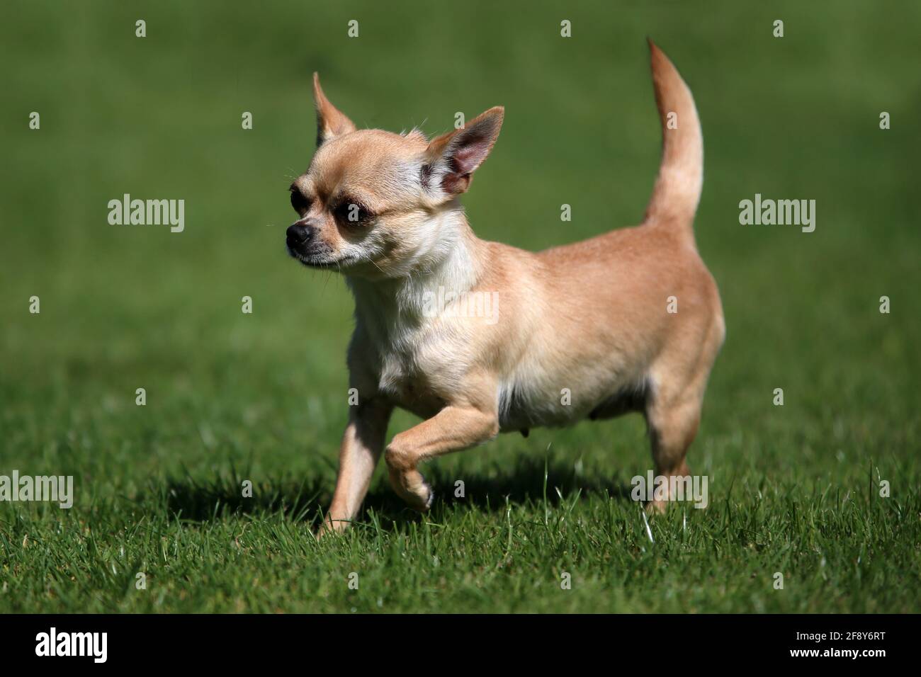 Chihuahua Banque D'Images