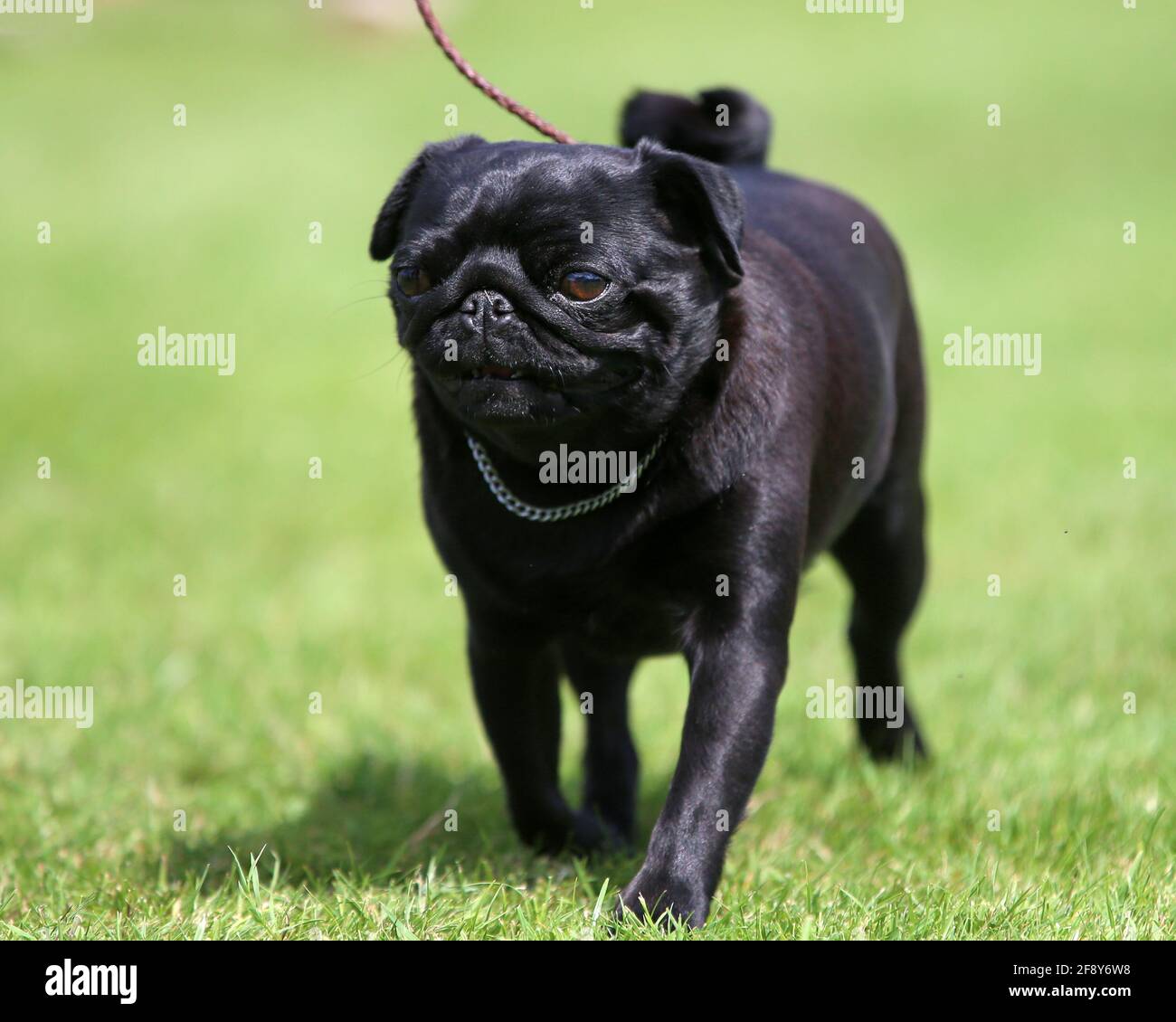 Pug noir Banque D'Images