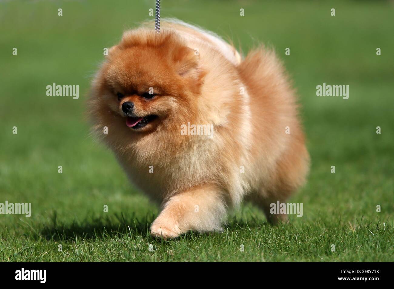 Poméranie Banque D'Images