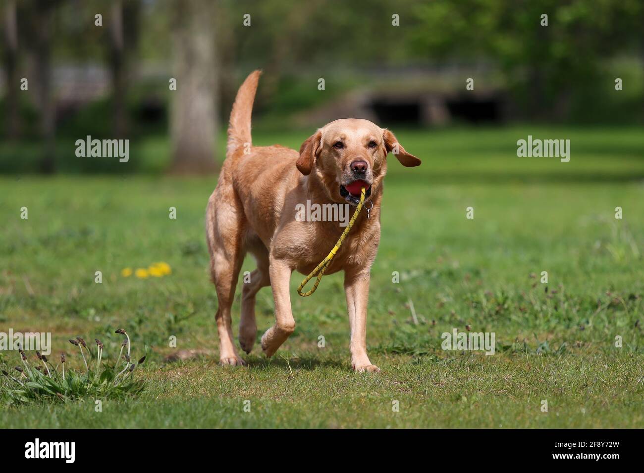 Labrador jaune jouant avec sa balle sur une corde Banque D'Images