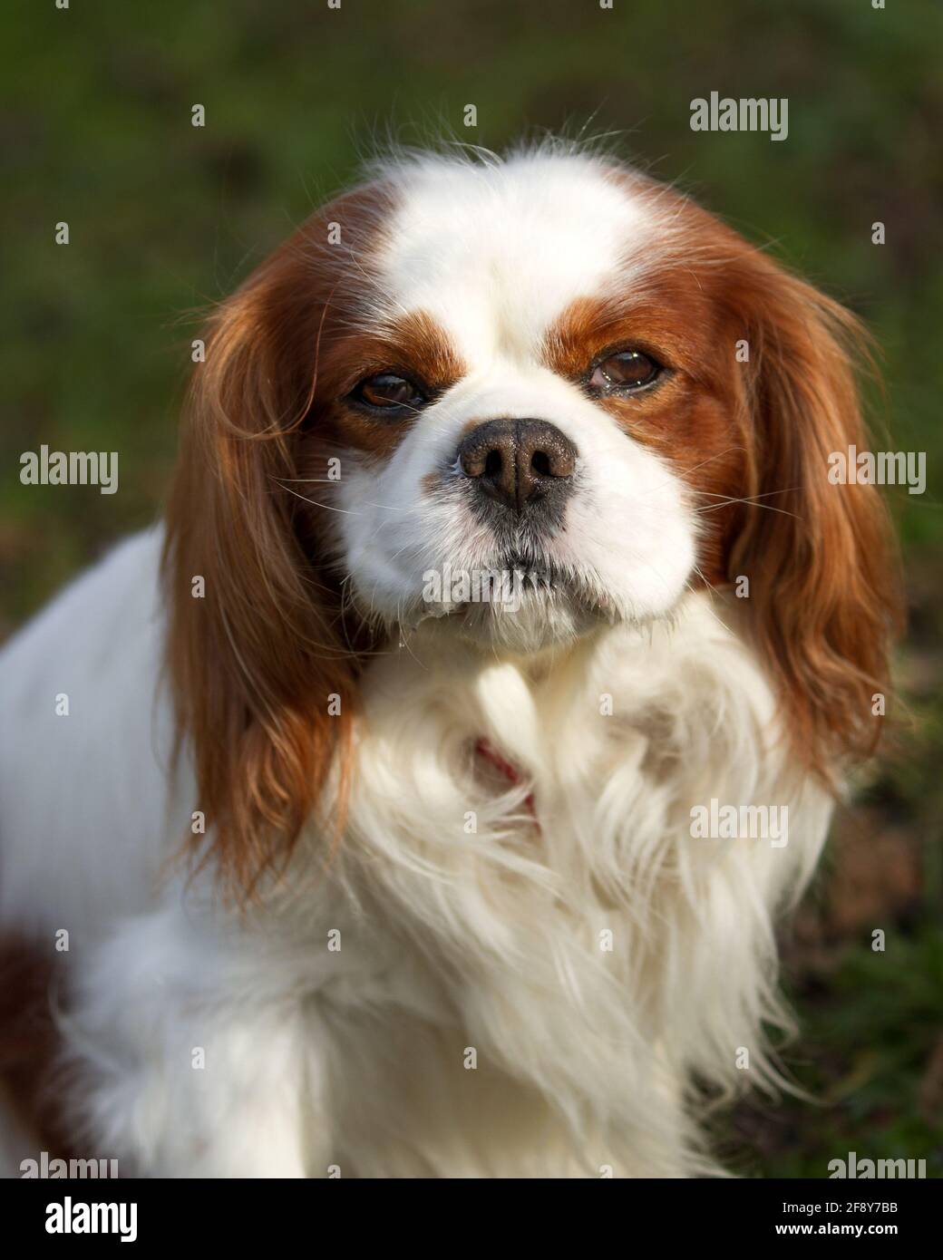 Cavalier King Charles Spaniel Banque D'Images