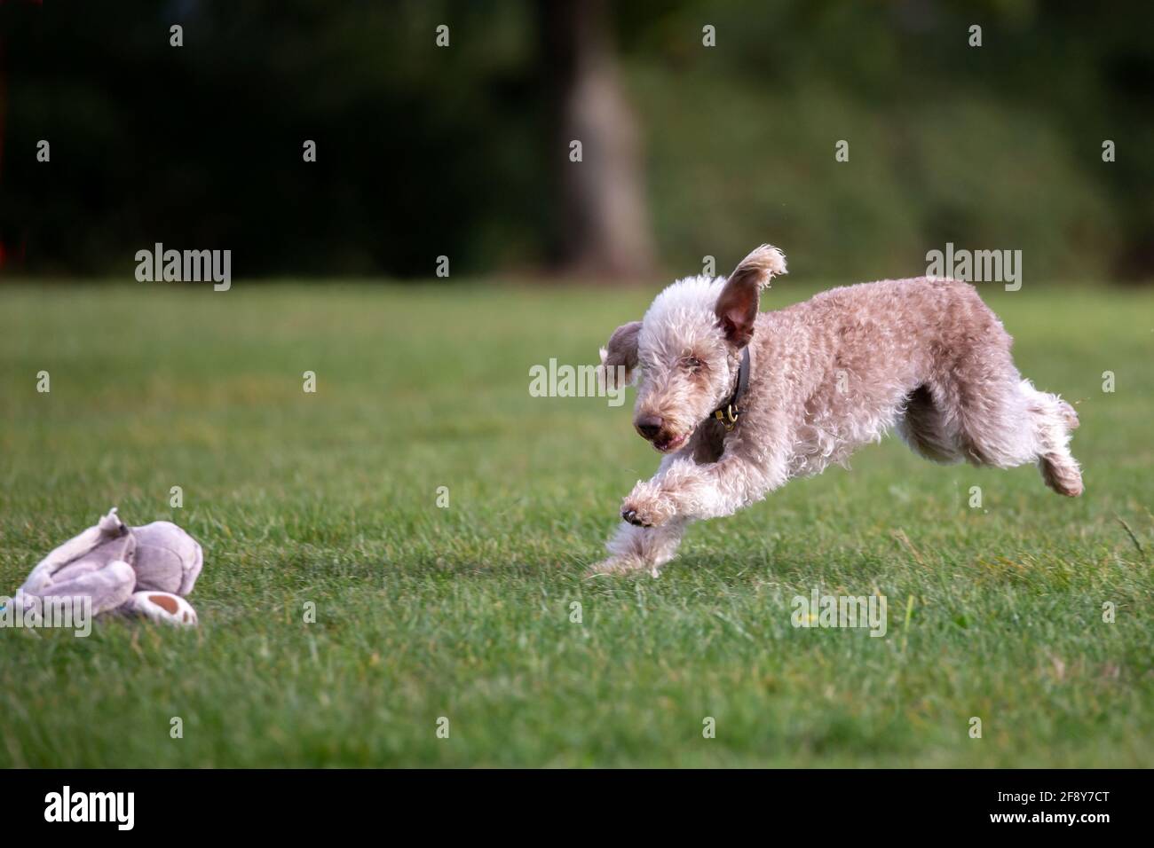 Bedlington Terrier pourchassant une allure Banque D'Images