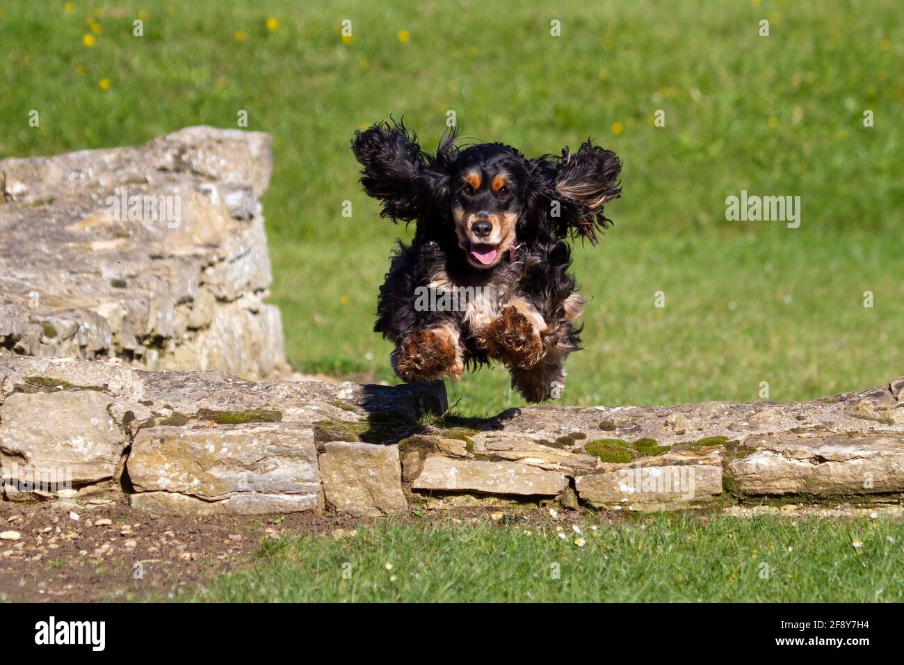 Cocker Spaniel Banque D'Images