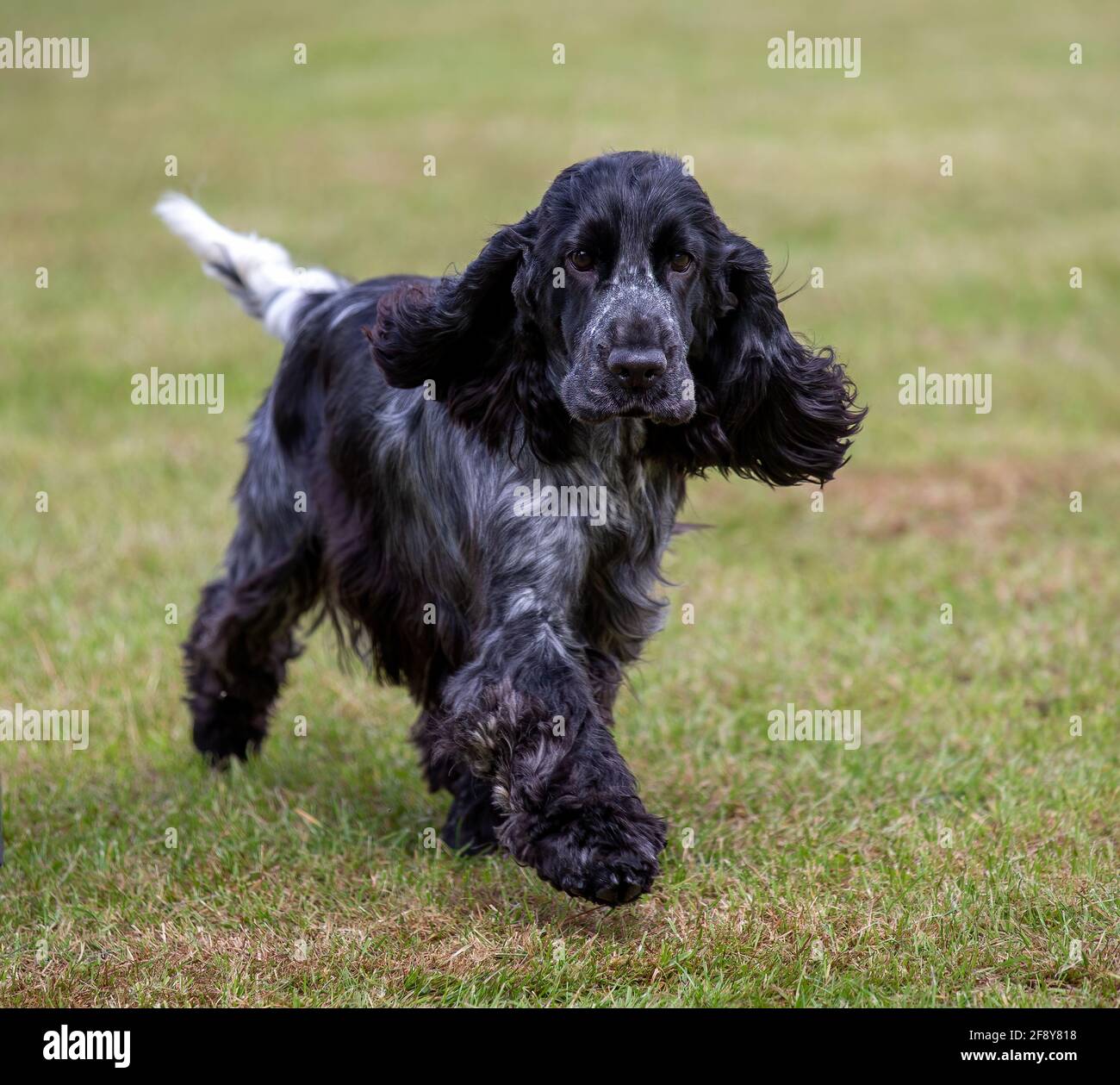 Cocker Spaniel Banque D'Images