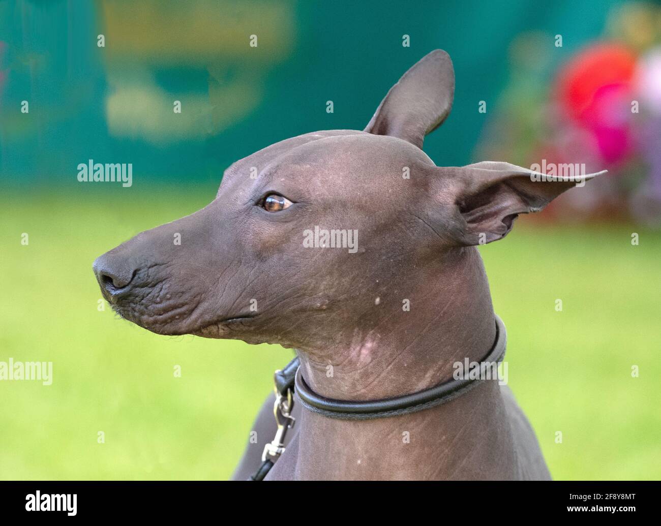 Xoloitzcuintle le chien mexicain sans poils Banque D'Images