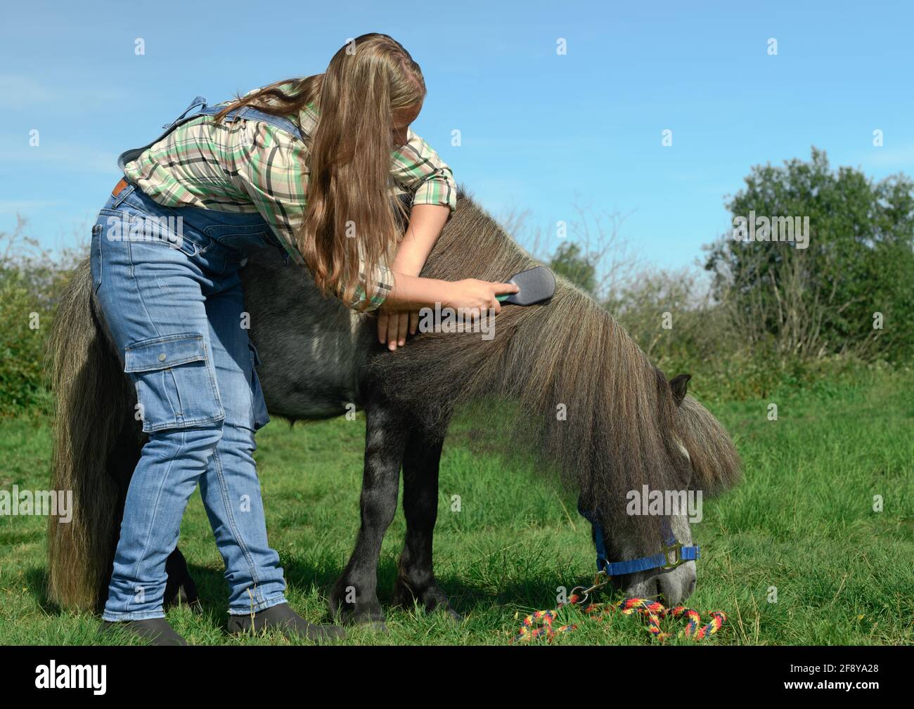 La jeune femme caucasienne prend soin de la longue manie de son petit cheval gris à l'extérieur. Banque D'Images