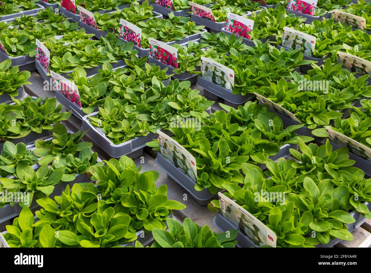 Pétunia, plateaux de blanc et double mélange, royaume-uni Banque D'Images