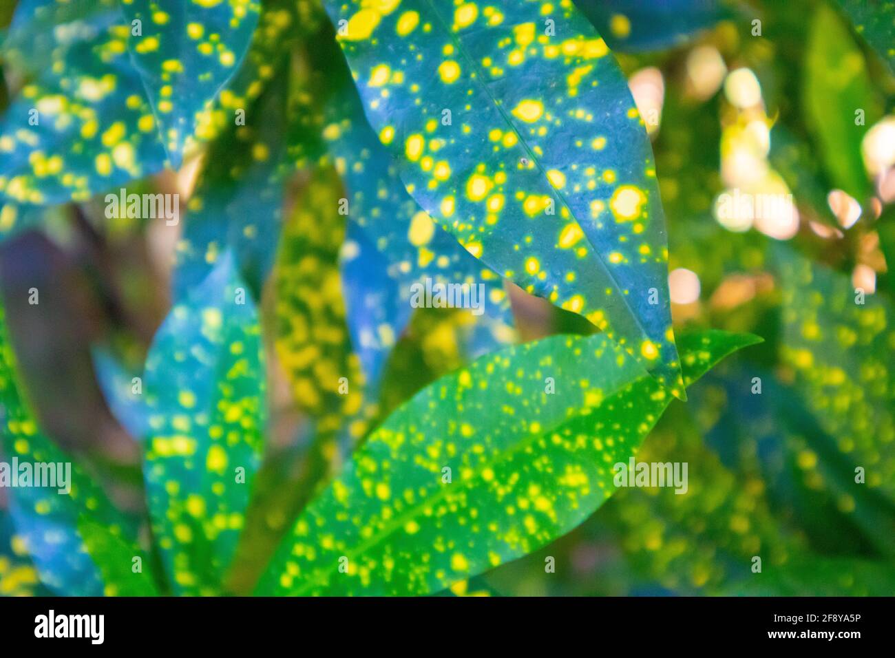 Jardin botanique de l'Université Stellenbosch, le Cap, Afrique du Sud 08-04-2021 taches jaunes acides sur de grandes feuilles vertes. Banque D'Images