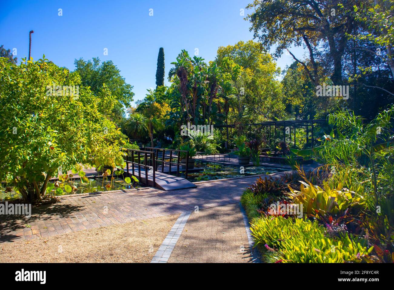Jardin botanique de l'Université Stellenbosch, le Cap, Afrique du Sud 08-04-2021 l'étang paisible de nénuphars du jardin botanique de l'Université Stellenbosch. Banque D'Images