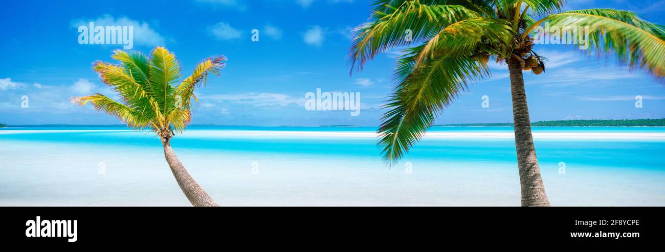Palmiers sur la plage, île One foot, Motu, lagune Altutaki, îles Cook, Pacifique Sud Banque D'Images