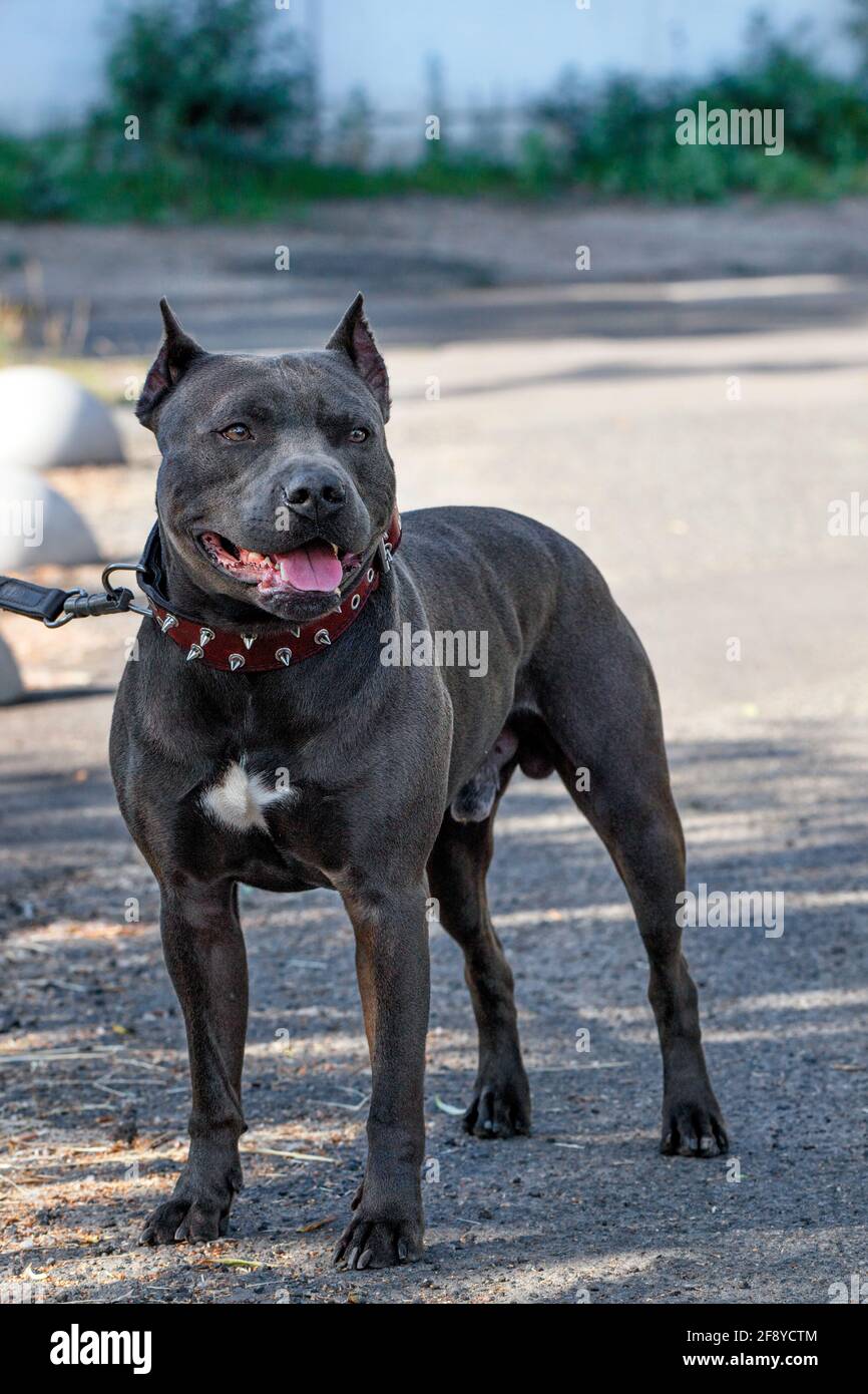 Un beau et robuste Staffordshire Bull Terrier noir avec un col clouté sur le fond d'une rue de ville. Image verticale, espace de copie. Banque D'Images