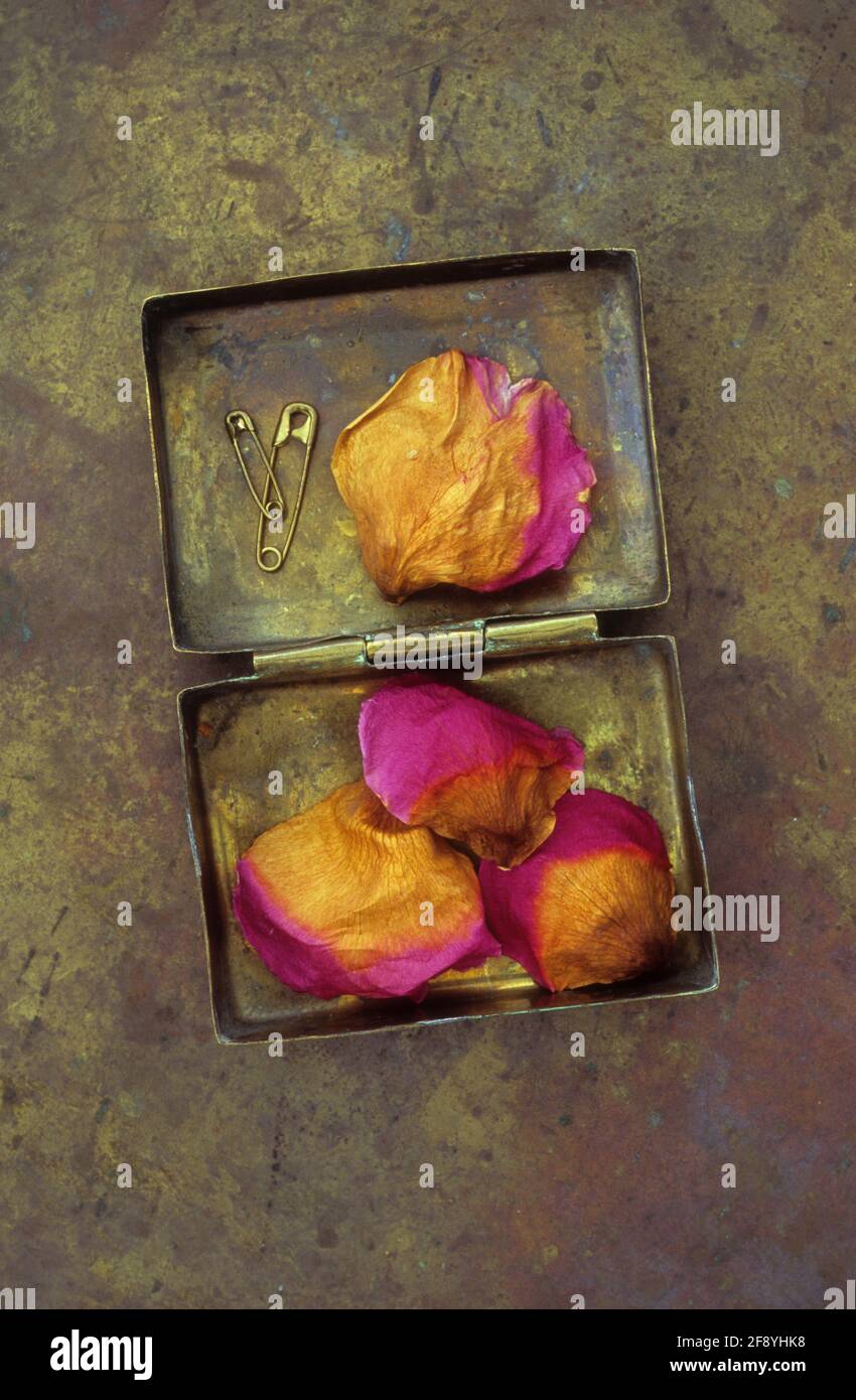 Quatre pétales de Rose ou de Rosa Lovely Lady d'où il se tourne rose à marron allongé avec deux broches de sécurité dans l'ancien boîte en laiton Banque D'Images
