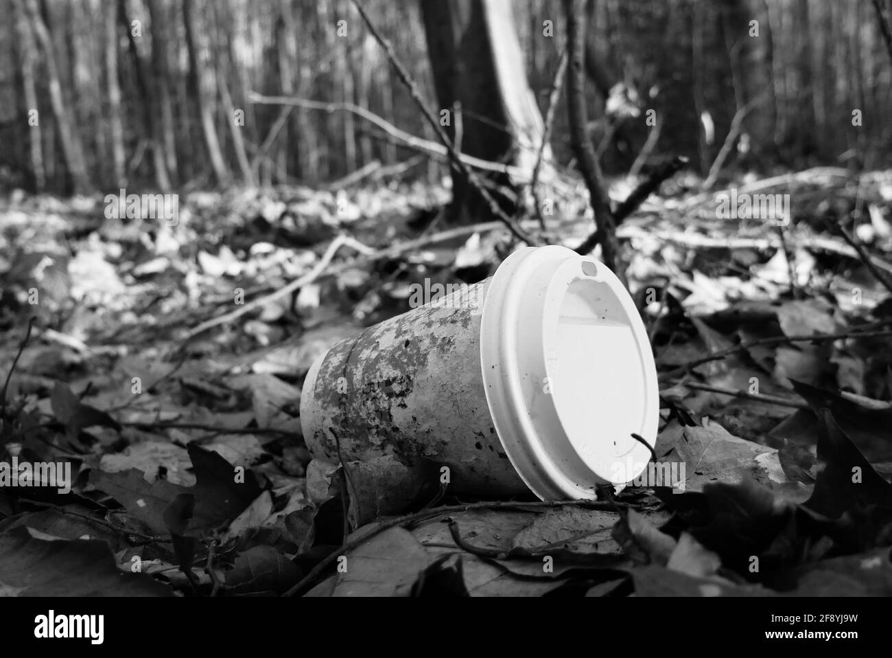 vider le gobelet à café en carton avec un couvercle en plastique comme poubelle le plancher de la forêt Banque D'Images