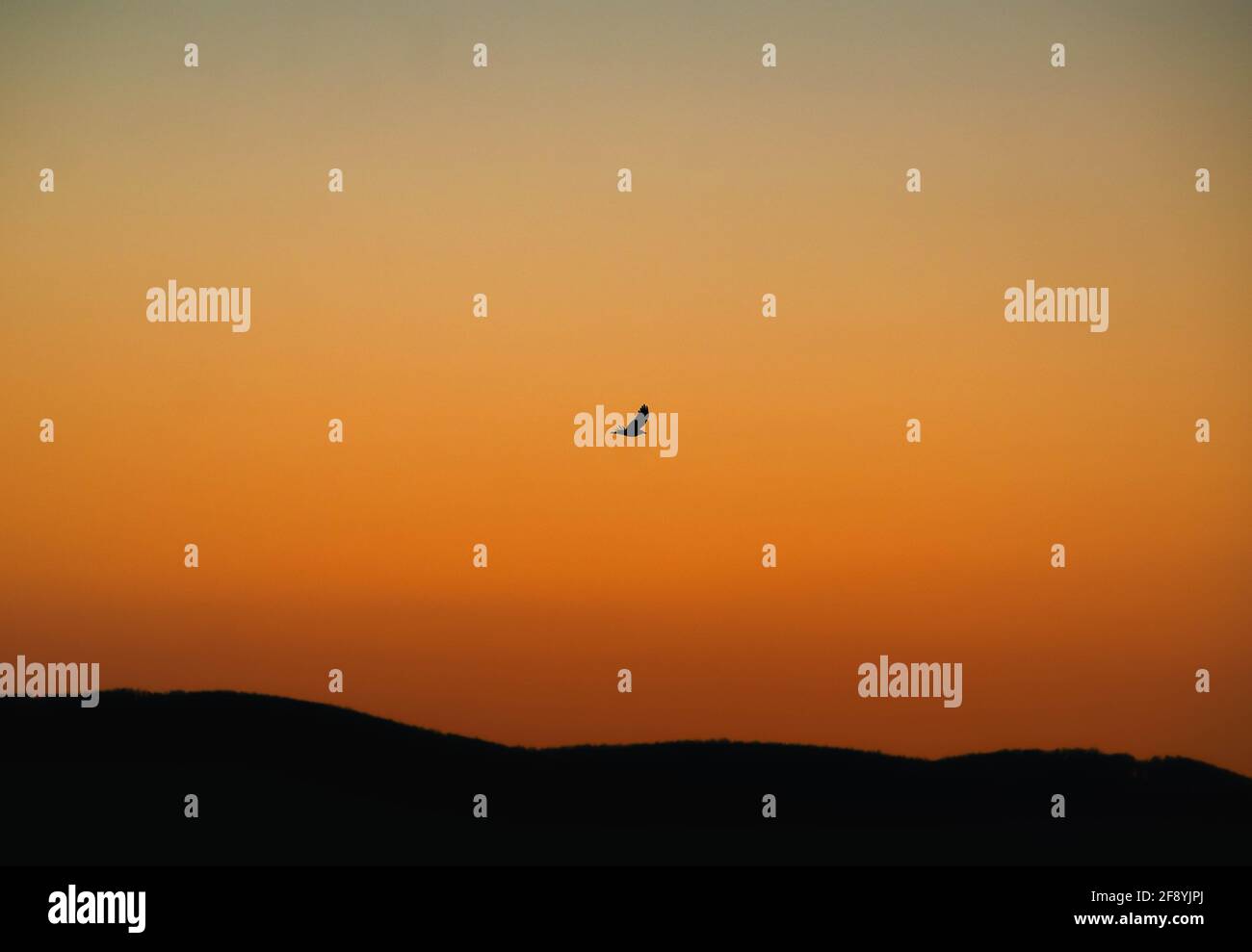 Oiseau survolant les montagnes devant un coucher de soleil. Banque D'Images