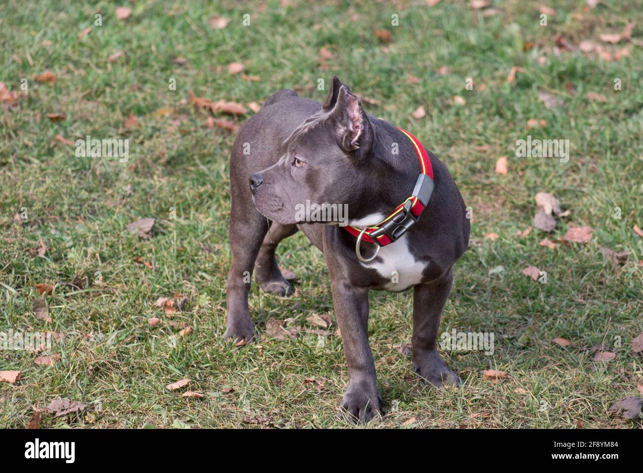 Le triste chiot de taureau américain se trouve dans le parc d'automne. Sept mois. Animaux de compagnie. Chien de race. Banque D'Images