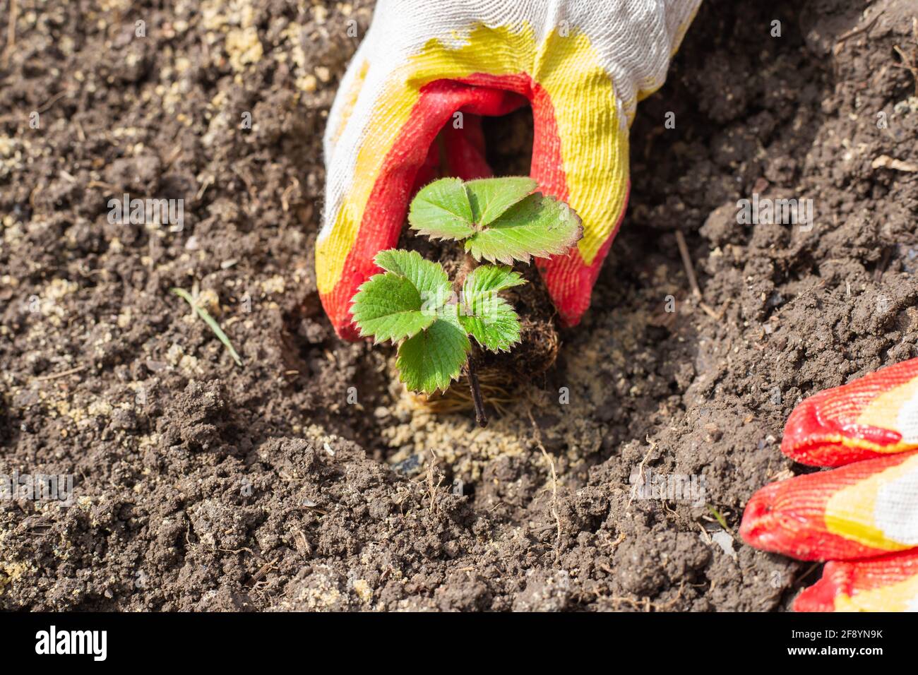 Une femme jardinière plante des fraises dans le sol. Les mains de femmes gantées égouttent une petite plantule de fraise dans la terre humide. Banque D'Images