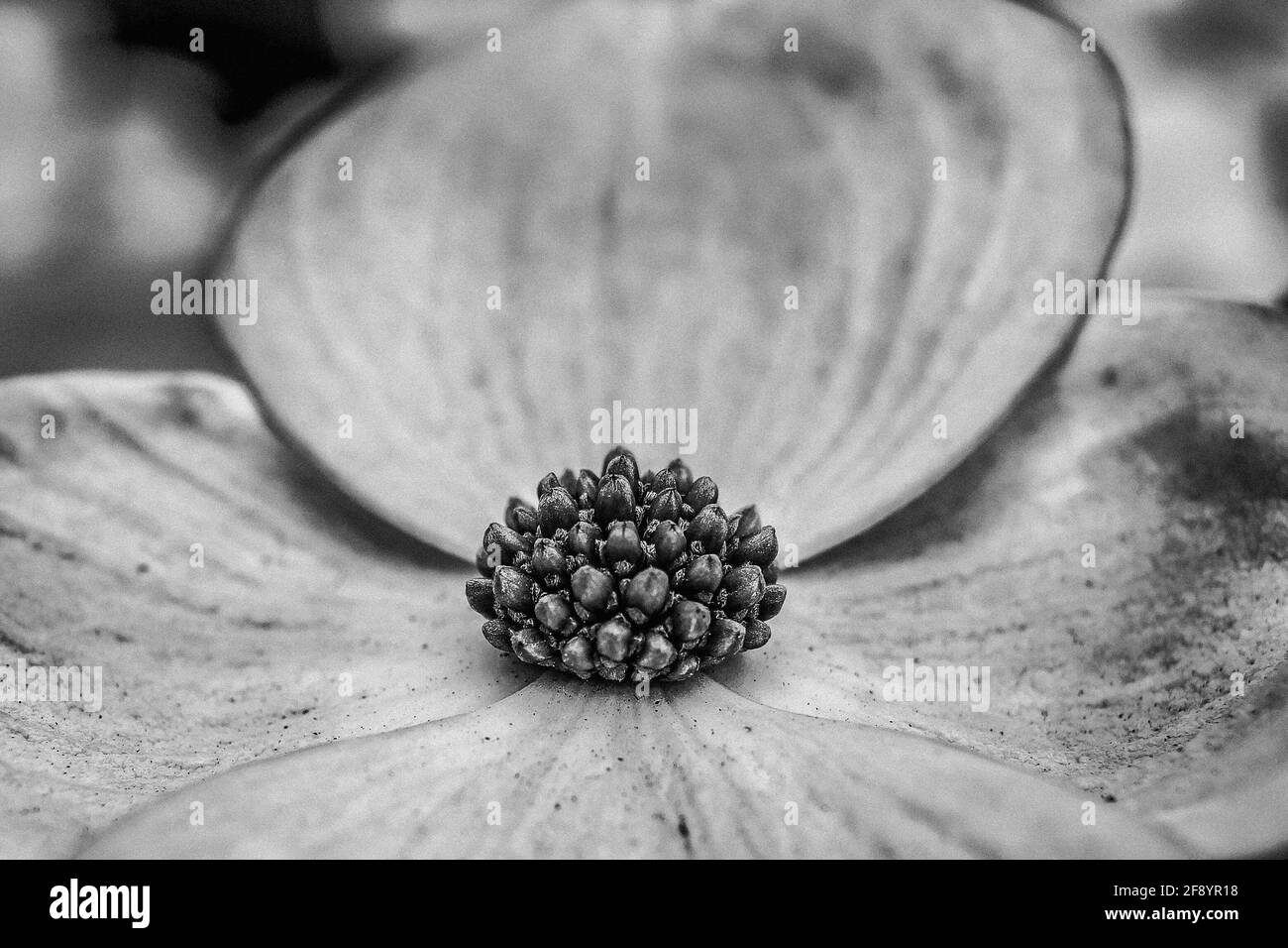 Gros plan d'une fleur de cornouiller en noir et blanc Banque D'Images