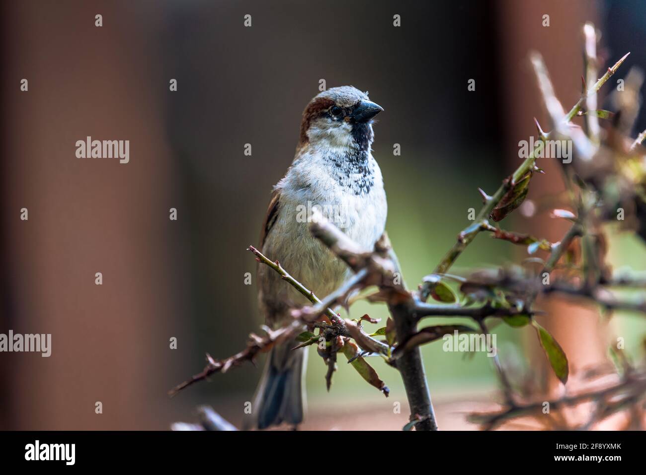 un oiseau est assis sur une branche dans le bush Banque D'Images