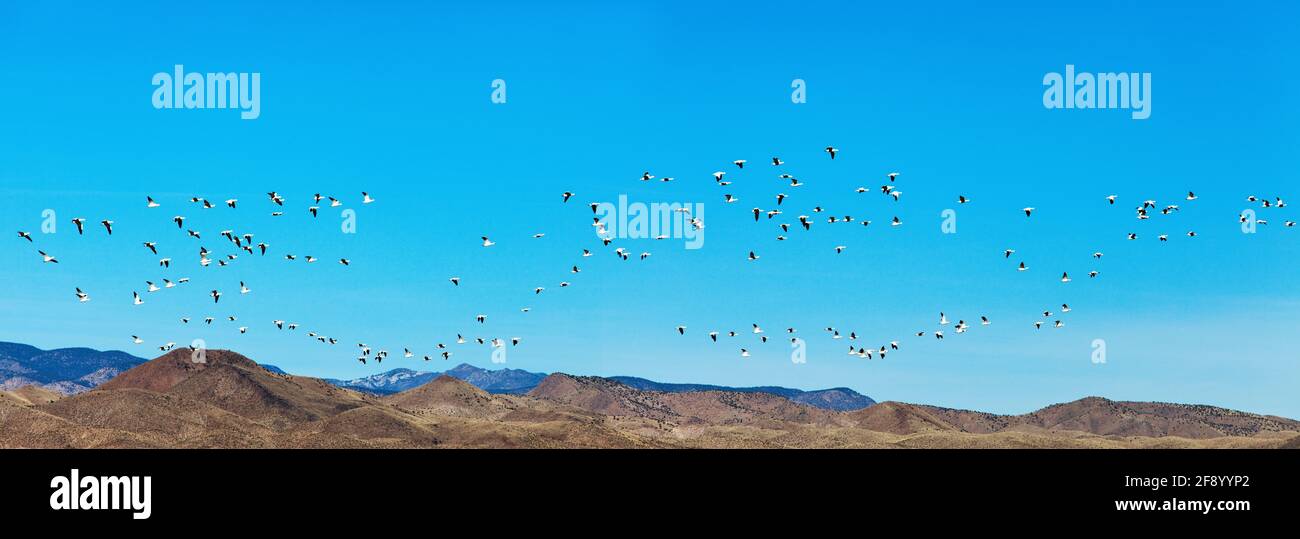 Troupeau d'oies des neiges volantes (Anser caerulescens) contre un ciel dégagé, refuge national de la faune de Bosque Del Apache, Nouveau-Mexique, États-Unis Banque D'Images