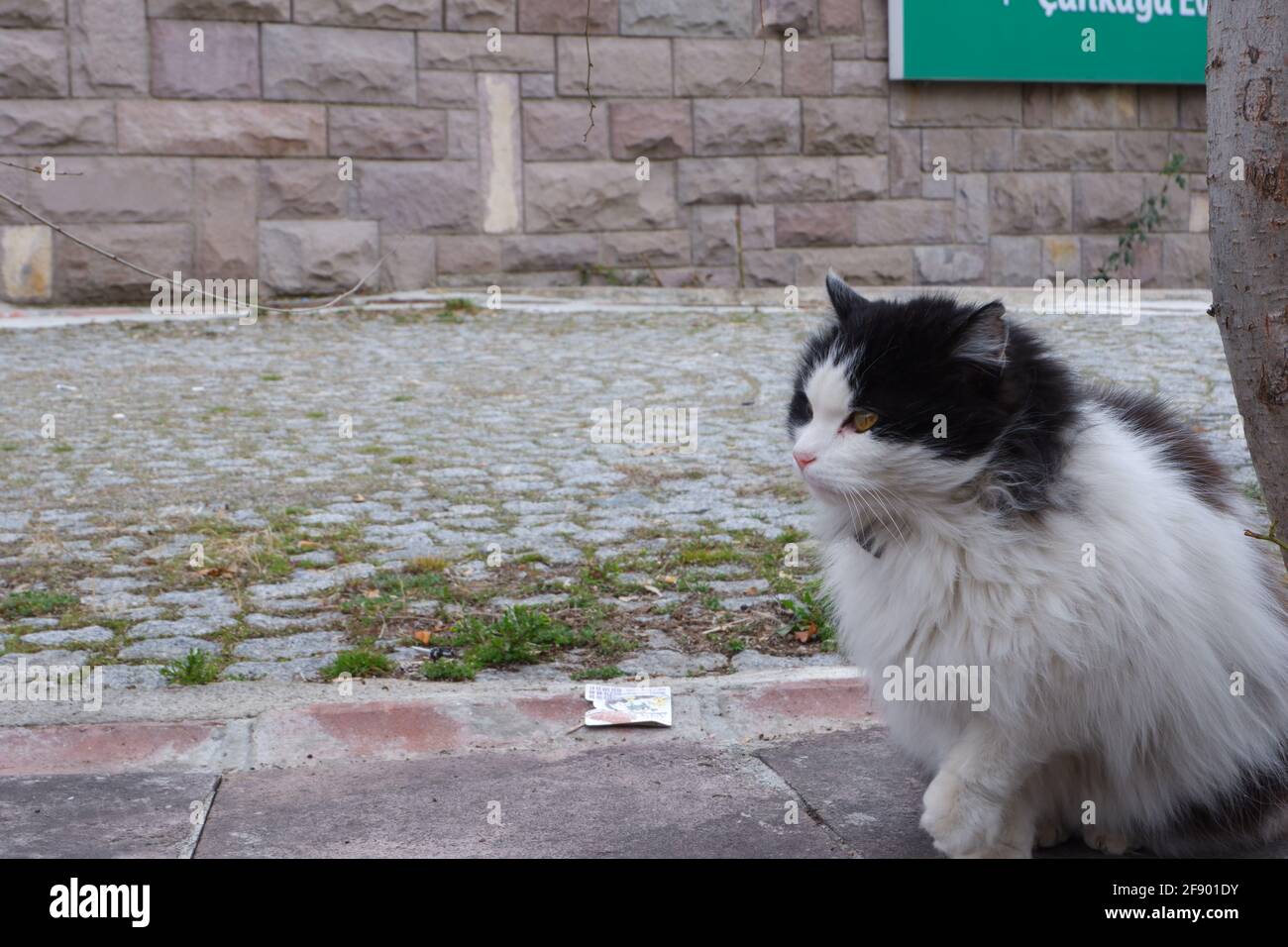 Chat gras noir et blanc sur les escaliers Banque D'Images