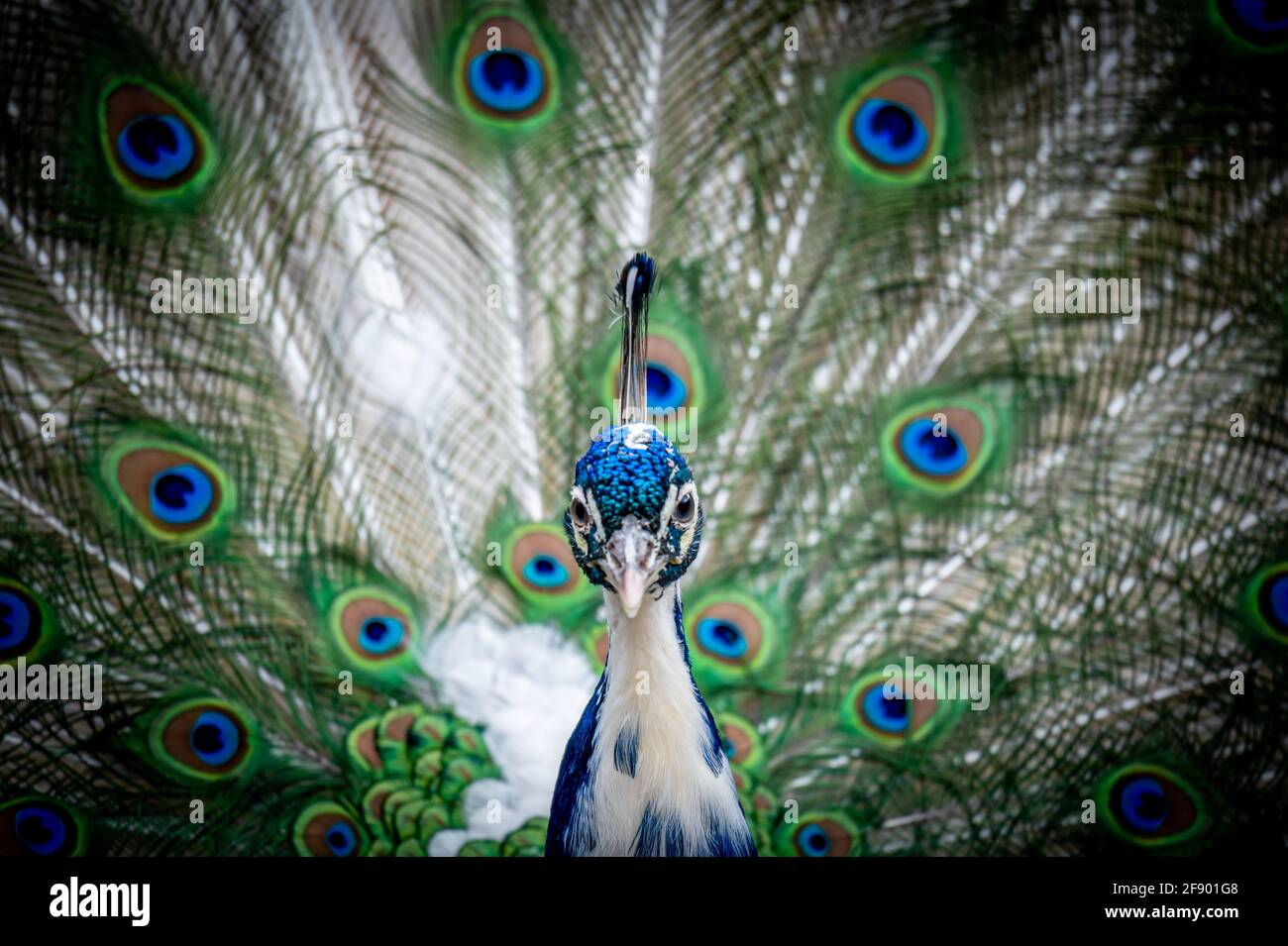Jeune homme adulte indien peafhibou. Portrait d'un paon bleu. Queue avec de nouvelles plumes blanches au printemps. Gros plan de la tête et de la queue. La beauté dans la nature. Banque D'Images