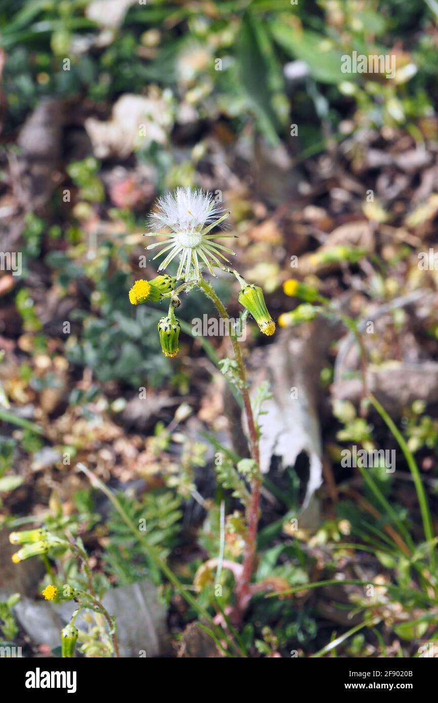 Marmeier, ancien-homme-dans-le-printemps, Gewöhnliches Greiskraut, Gemeines Greiskraut, Senecio vulgaris, aggófű, Budapest, Hongrie, Europe Banque D'Images