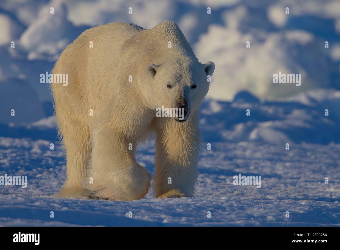 Ours polaire sur le bord de la flote arctique de l'île de Baffin, Nunavut, Canada Banque D'Images