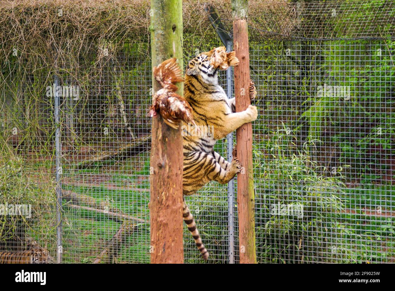Tiger au zoo de South Lakes Safari, anciennement Parc animalier de South Lakes. En 2013, un tigre mauvait un employé du zoo. Mât d'escalade au moment de l'alimentation Banque D'Images