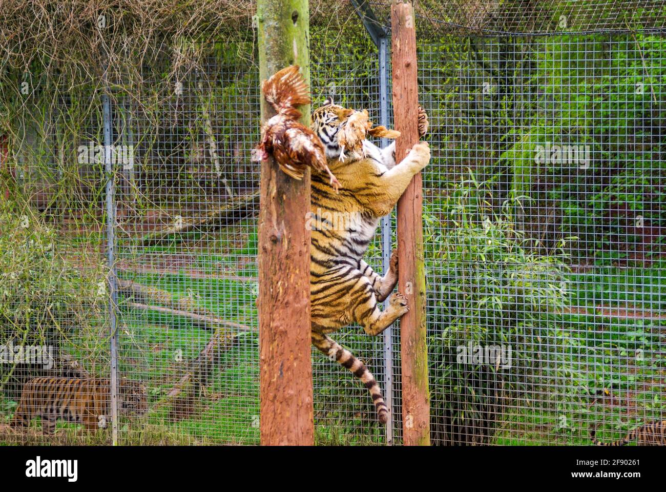 Tiger au zoo de South Lakes Safari, anciennement Parc animalier de South Lakes. En 2013, un tigre mauvait un employé du zoo. Mât d'escalade au moment de l'alimentation Banque D'Images