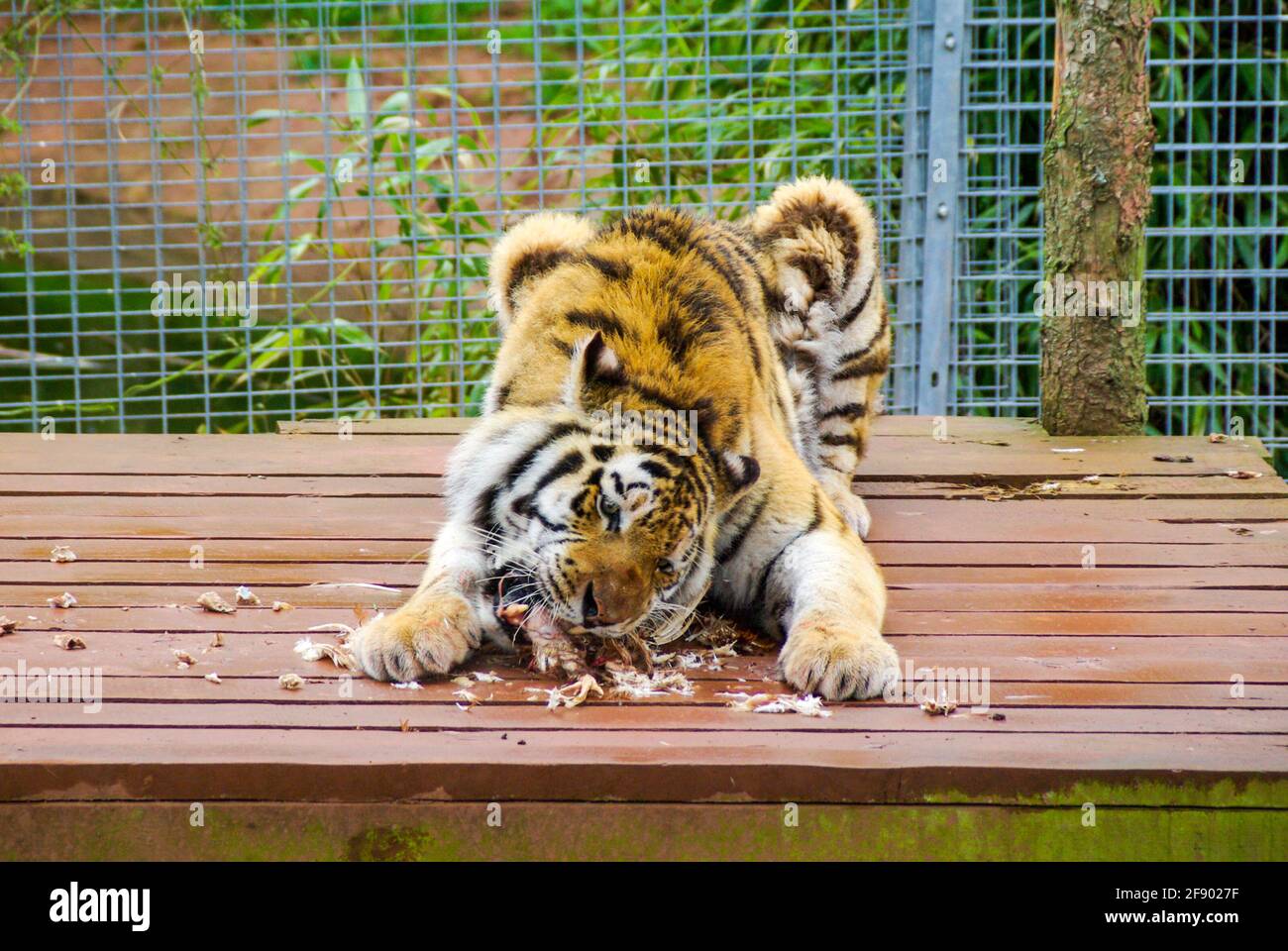Tiger au zoo de South Lakes Safari, anciennement Parc animalier de South Lakes. En 2013, un tigre mauvait un employé du zoo. Temps d'alimentation. Manger de la nourriture Banque D'Images