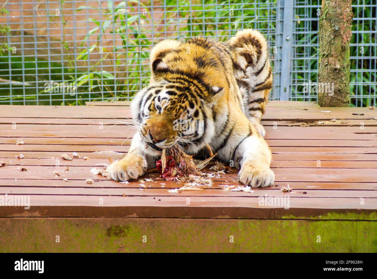 Tiger au zoo de South Lakes Safari, anciennement Parc animalier de South Lakes. En 2013, un tigre mauvait un employé du zoo. Temps d'alimentation. Manger de la nourriture Banque D'Images