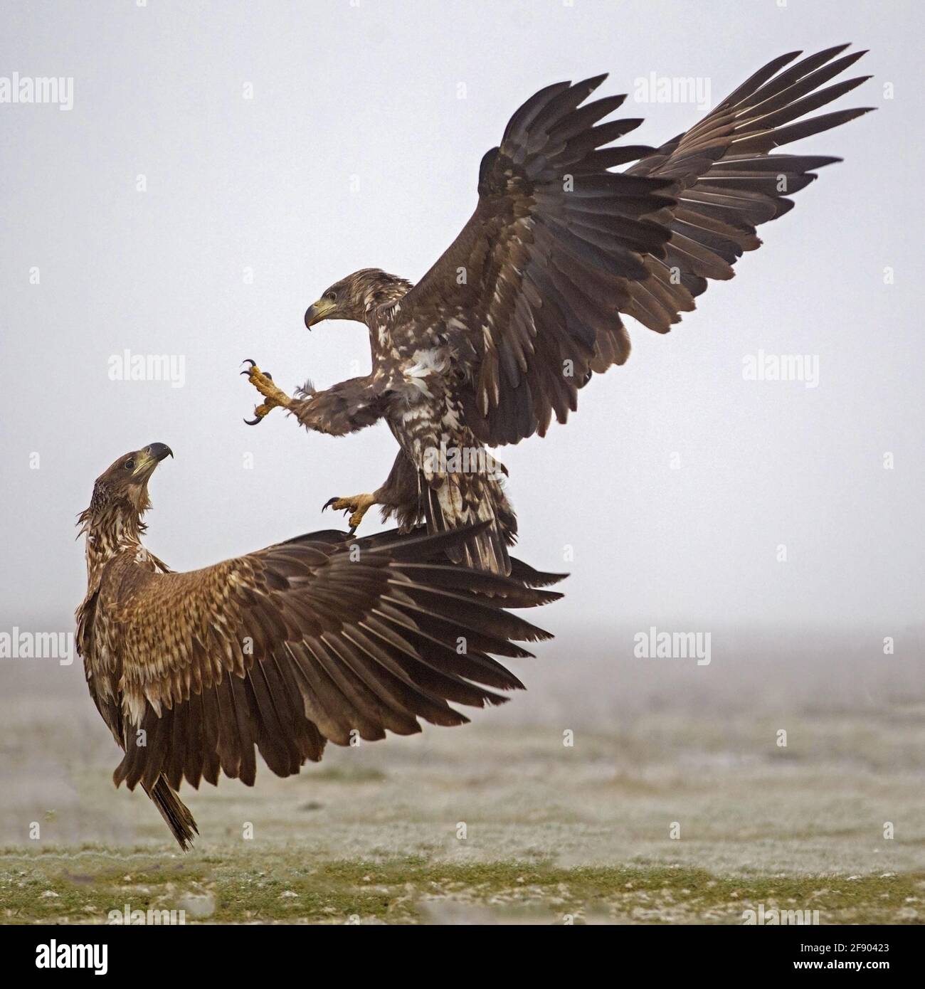 Attaque d'aigle à queue blanche Banque D'Images