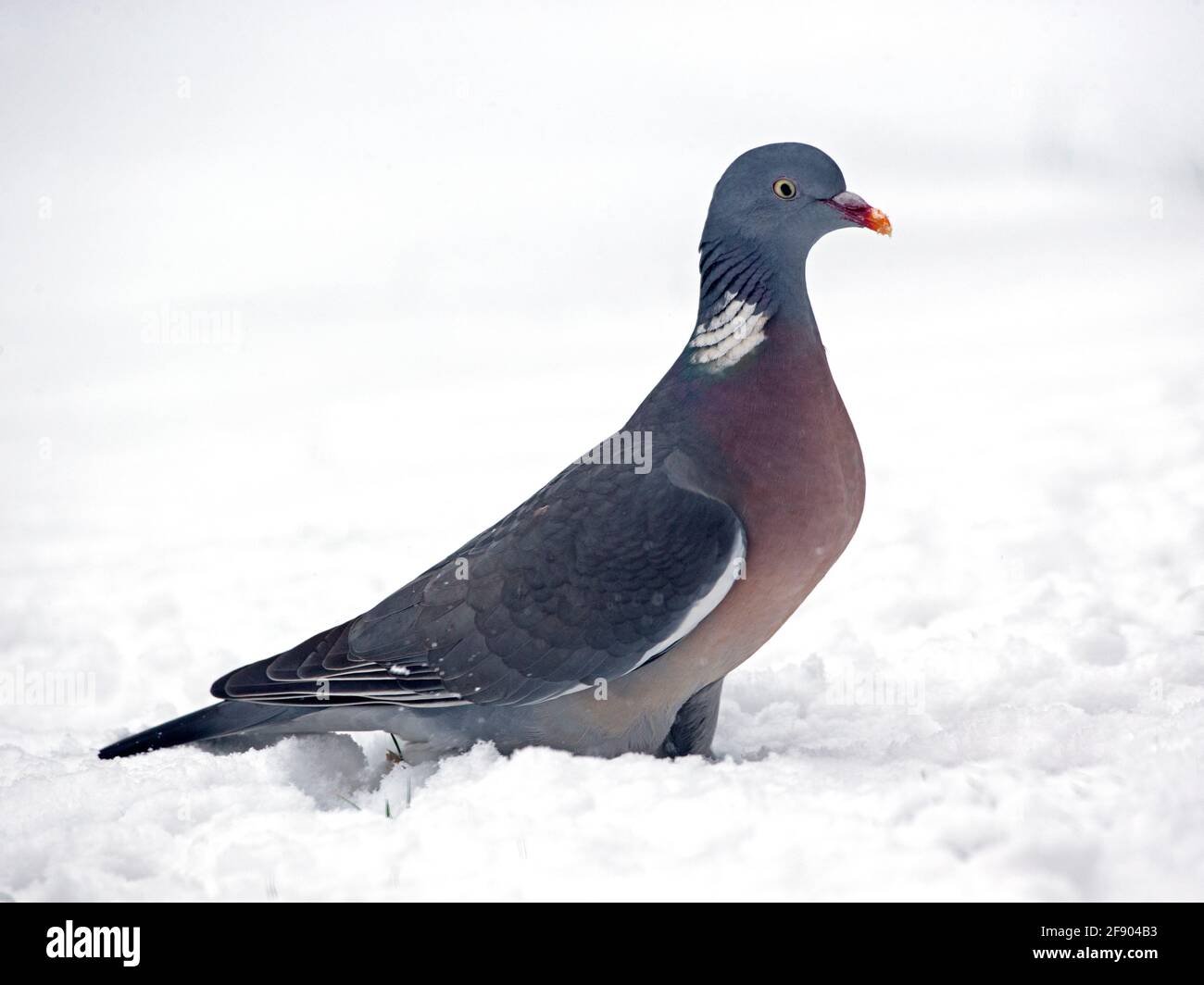 Pigeon ramier commune debout dans la neige Banque D'Images