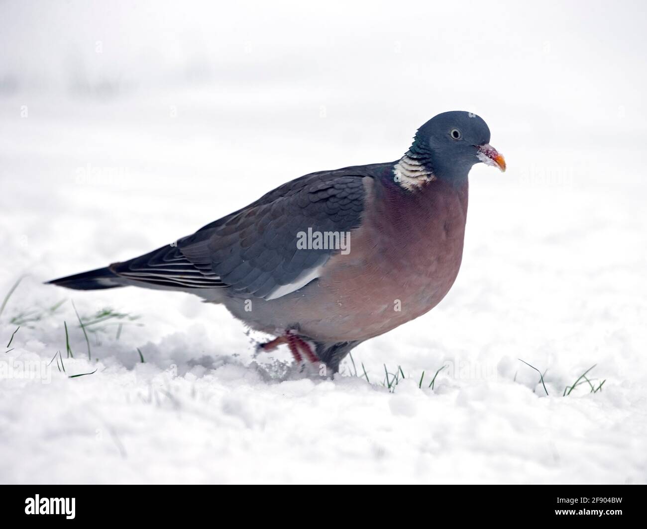 Pigeon ramier commune debout dans la neige Banque D'Images