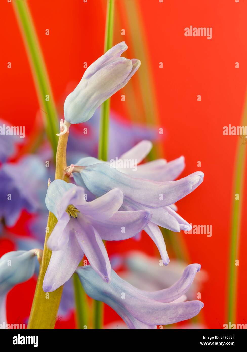 Portrait de fleurs macro sur fond rouge vif Banque D'Images