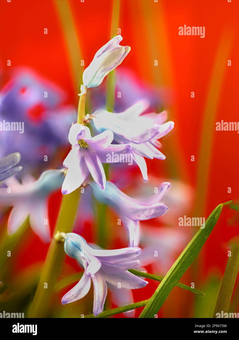 Portrait de fleurs macro sur fond rouge vif Banque D'Images